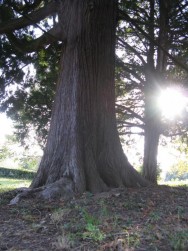 park ob gradu krasijo posamezna mogočna drevesa